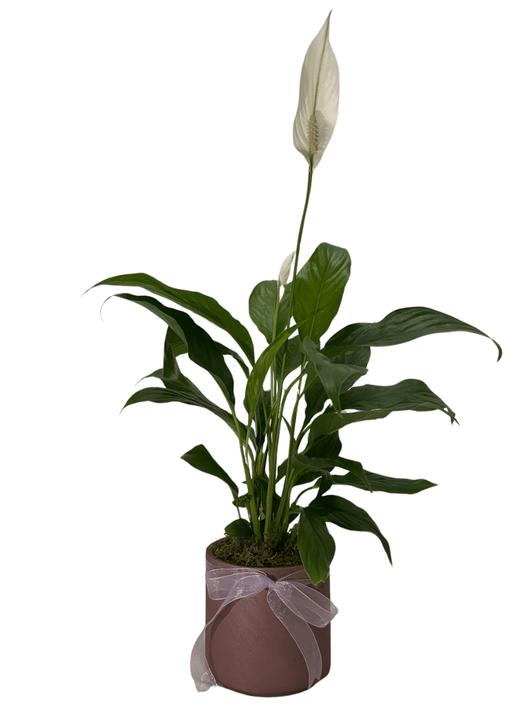 Spathiphyllum Barış Çiçeği - 1