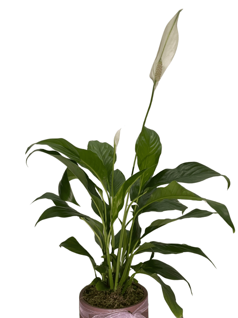 Spathiphyllum Barış Çiçeği - 2