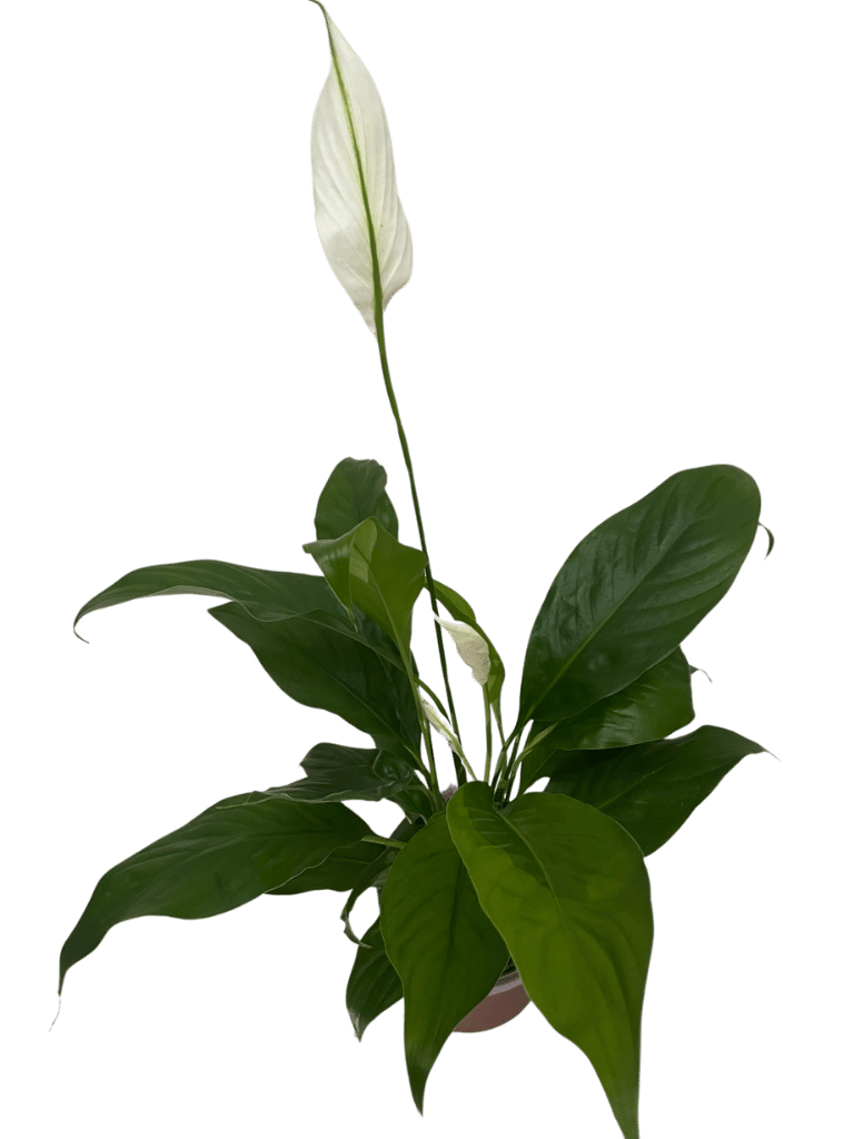 Spathiphyllum Barış Çiçeği - 3